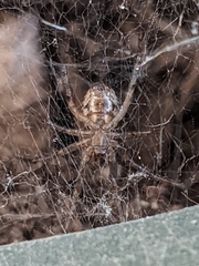 Steatoda nobilis