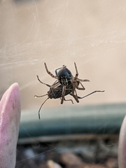 Steatoda nobilis