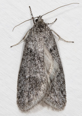 Semioscopis inornata