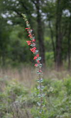 Penstemon murrayanus