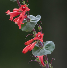 Penstemon murrayanus
