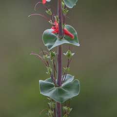Penstemon murrayanus