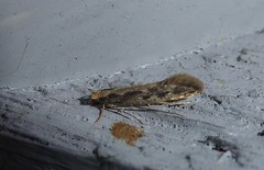 Tinea pallescentella