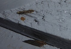 Tinea pallescentella