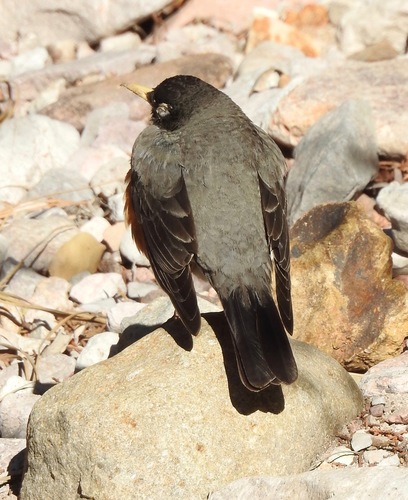 American Robin photographed in Arizona
