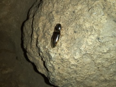 Conoderus semimarginatus