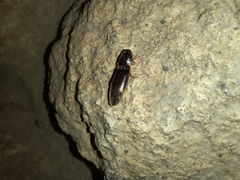 Conoderus semimarginatus