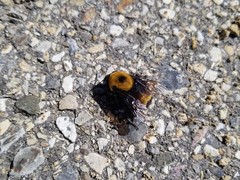 Bombus nevadensis