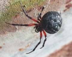 Araneus granadensis