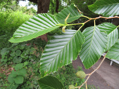 Alnus sieboldiana