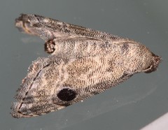 Abablemma brimleyana