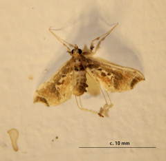 Leucinodes