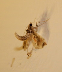 Leucinodes