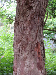 Alnus sieboldiana