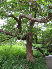 Alnus sieboldiana
