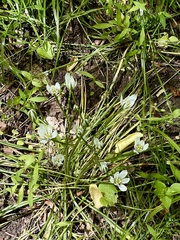 Ornithogalum nutans