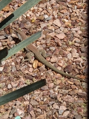 Aspidoscelis stictogrammus