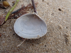 Macomona deltoidalis