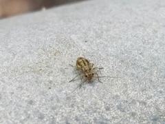 Cerobasis