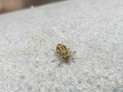 Cerobasis