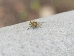Cerobasis