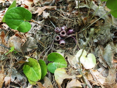 Hexastylis rhombiformis