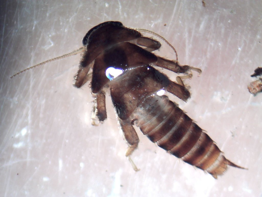Soliperla