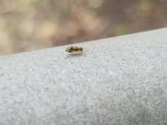 Cerobasis