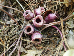 Hexastylis rhombiformis