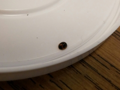 Exochomus marginipennis