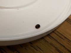 Exochomus marginipennis