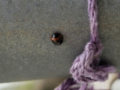 Exochomus marginipennis