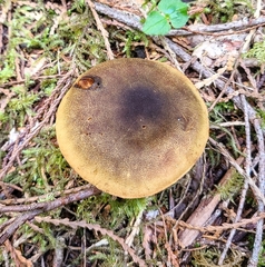 Cortinarius clandestinus