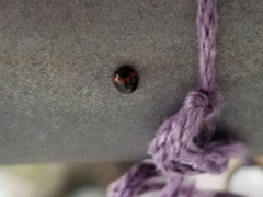 Exochomus marginipennis