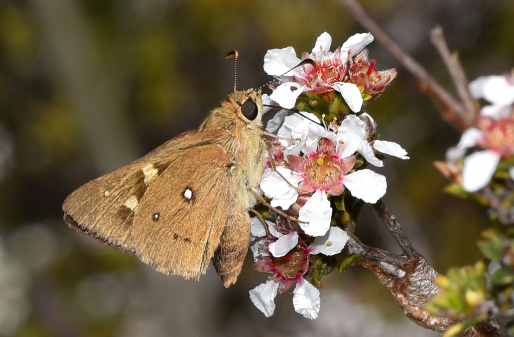 Motasingha dirphia