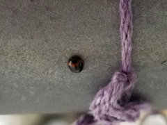 Exochomus marginipennis