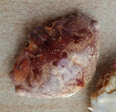 Halimede ochtodes