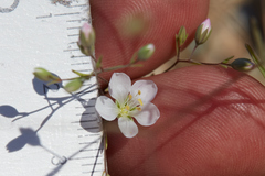 Hesperolinon disjunctum