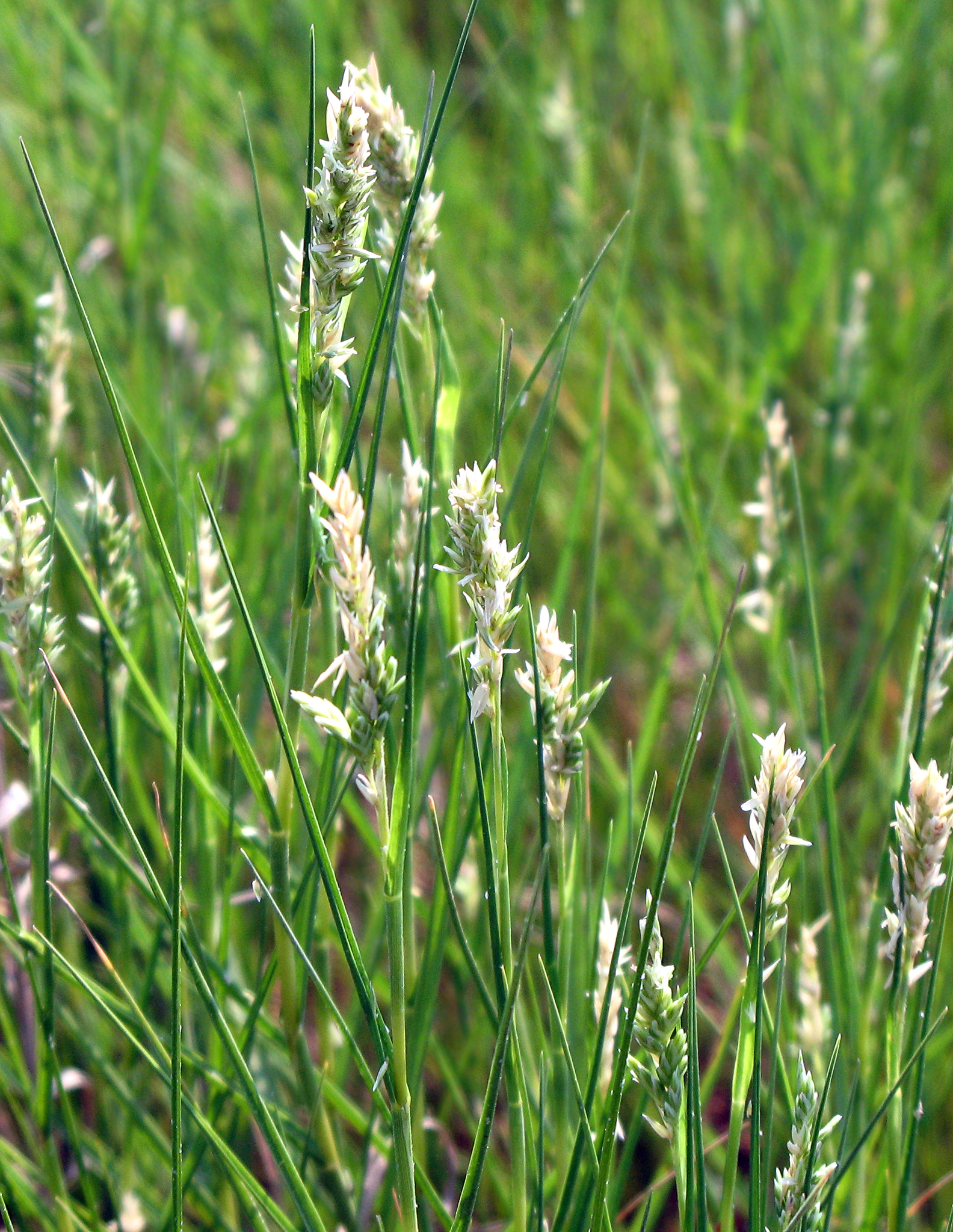 Distichlis