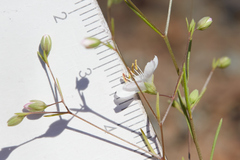 Hesperolinon disjunctum