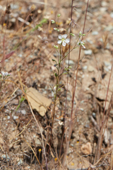 Hesperolinon disjunctum