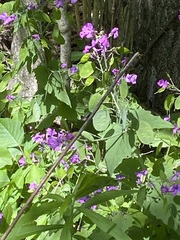 Lunaria