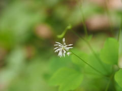 Thalictrum clavatum