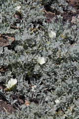 Calystegia malacophylla pedicellata