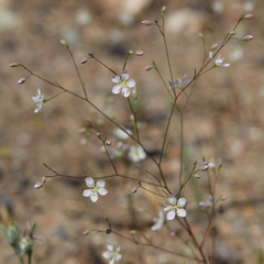 Hesperolinon disjunctum