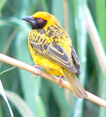 Ploceus cucullatus spilonotus