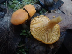 Cantharellus concinnus