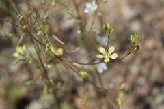 Hesperolinon disjunctum