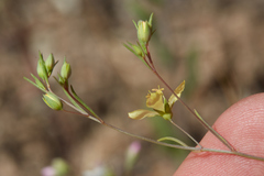 Hesperolinon disjunctum