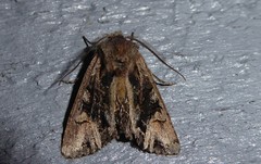 Ichneutica skelloni